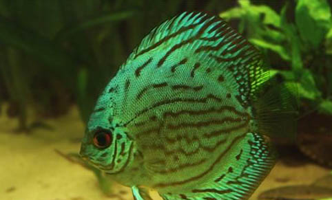 觀賞魚厭食拒食的原因及預防方法