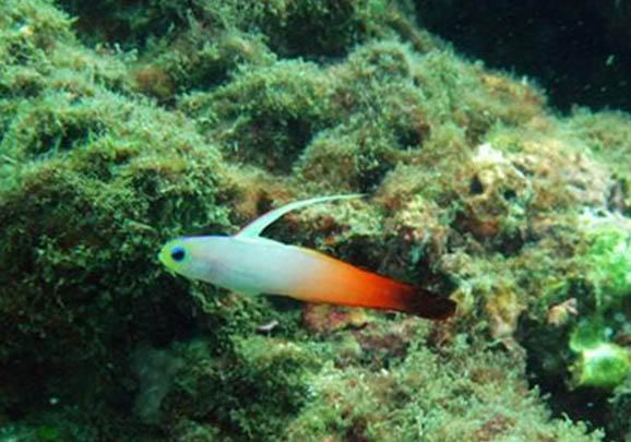 孔雀魚緞帶和大C哪個(gè)好養(yǎng)