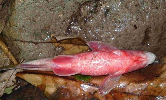 水缸養魚要增氧嗎