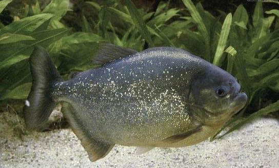 虎魚能和鸚鵡魚混養嗎