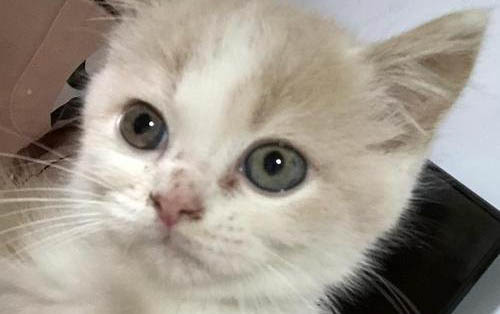 小貓舌頭倒刺