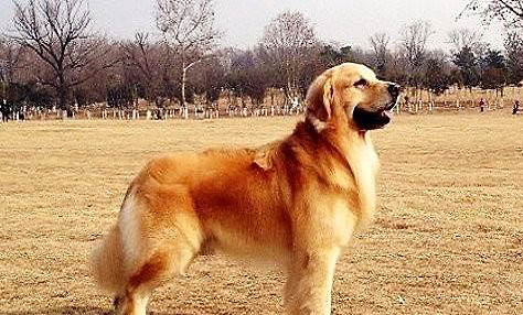 金毛尋回犬飼養(yǎng)方法和注意事項(xiàng)