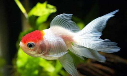 金魚吃熱帶魚嗎
