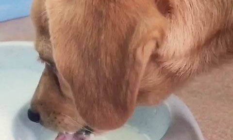 為什么狗狗半夜沒人一直叫個不停