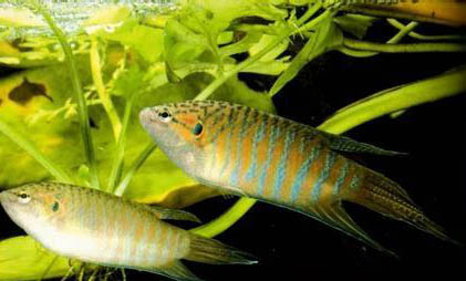 斗魚能和其他魚一起養嗎?