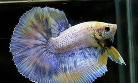 魚缸如何換水不影響魚