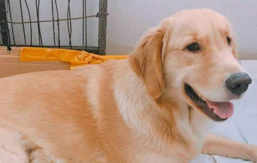 狗狗益生菌哪個牌子好