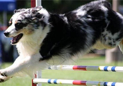 澳大利亞牧羊犬流眼淚眼屎多的原因及處理方法