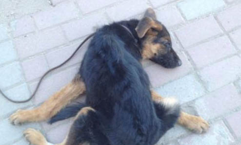 德國牧羊犬上吐下瀉