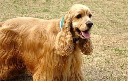 美國可卡犬掉毛嗎