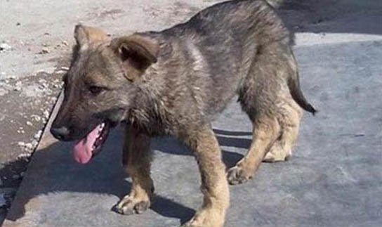 犬瘟熱狗狗眼睛變藍