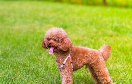 犬瘟病體溫低的原因？