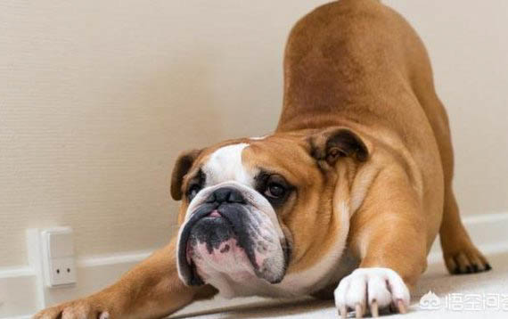 法國斗牛犬怎么訓練大小便