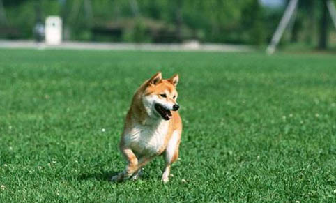 狗狗特別喜歡臟東西的原因