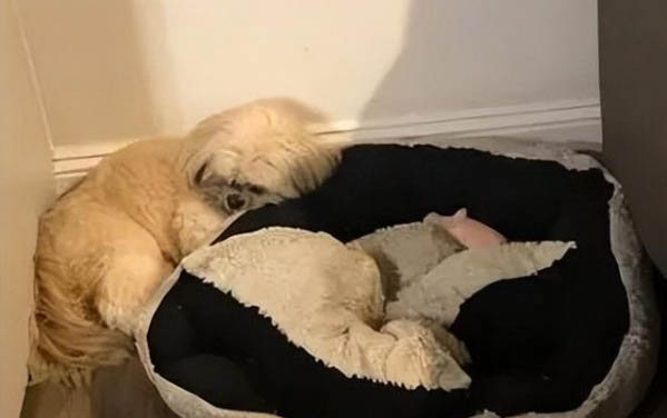 狗狗體外驅蟲后多久能洗澡呢