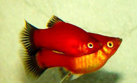 中國斗魚和泰國斗魚可以繁殖后代嗎
