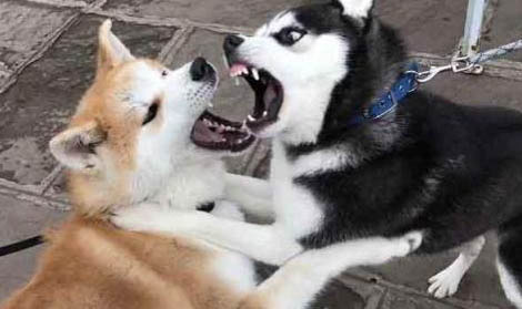狗得犬瘟多久可以痊愈