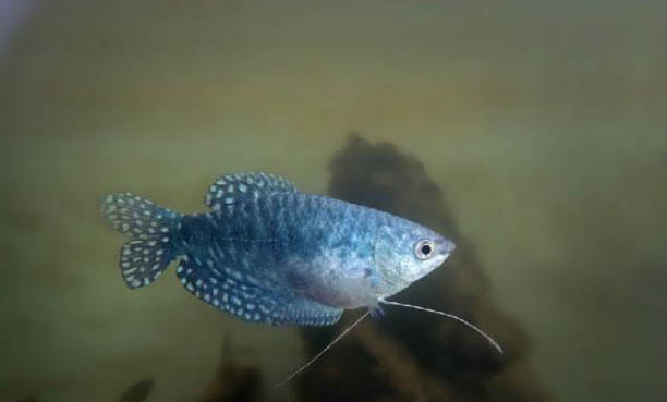 藍(lán)曼龍魚水溫多少度