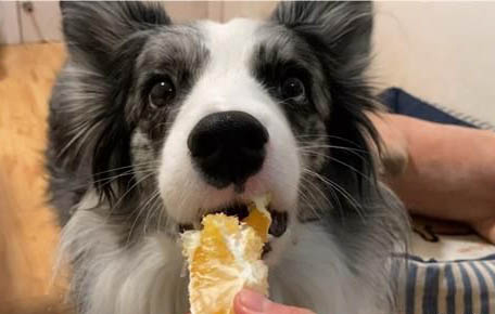 狗狗鼻頭變色了還能變過來嗎