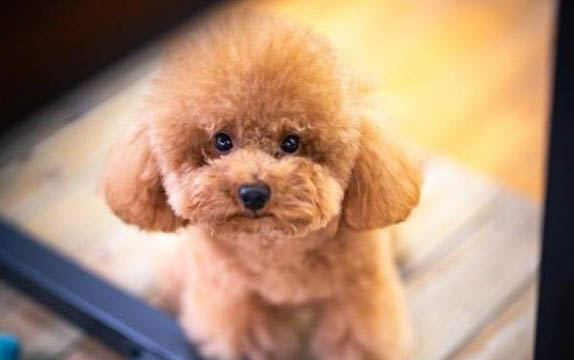 狗狗冠狀病毒好多久可以洗澡