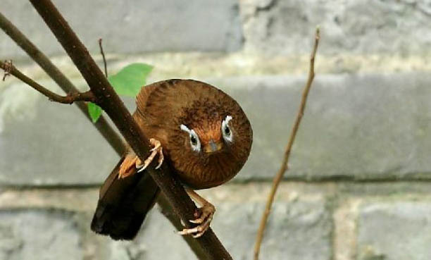 畫眉鳥馴養
