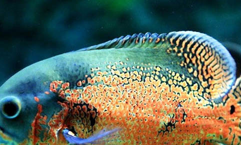魚缸水變綠是什么原因