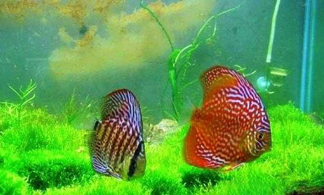 七彩神仙魚需要使用加熱棒嗎