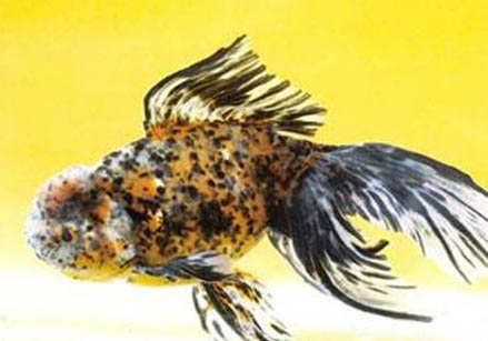 金魚吃熱帶魚嗎