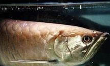新手魚(yú)缸養(yǎng)魚(yú)的常見(jiàn)問(wèn)題有哪些