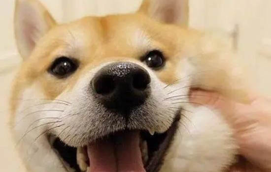 溫州哪里有柴犬賣