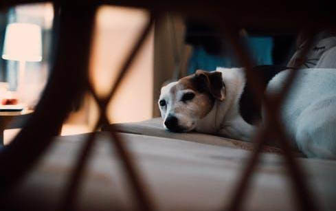 孕期狗狗可以體外驅蟲嗎