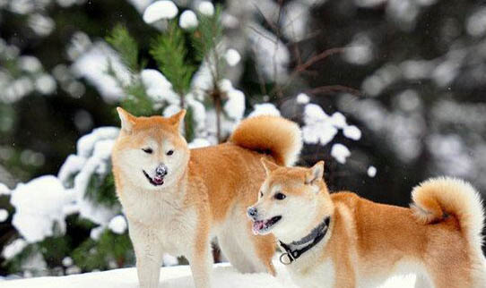 秋田犬和柴犬幼犬哪個(gè)好