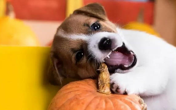 狗狗隔幾年打一次狂犬疫苗