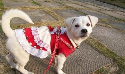 腸炎型犬瘟要治療多久
