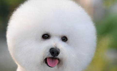 純種比熊犬多少錢一只