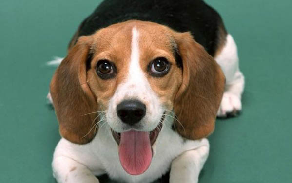 小鹿犬自制狗糧的注意事項