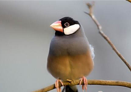 文鳥認主人么?