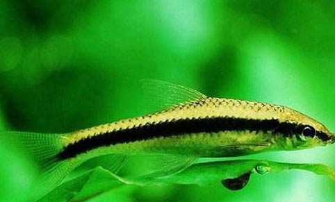孔雀魚冬天需要加溫嗎