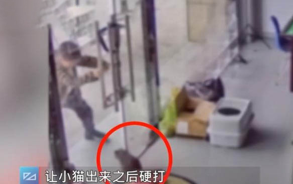 請問貓咪嘔吐的原因及處理方法?