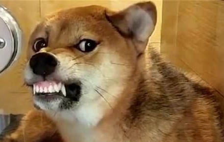 狗狗冬天怕冷么