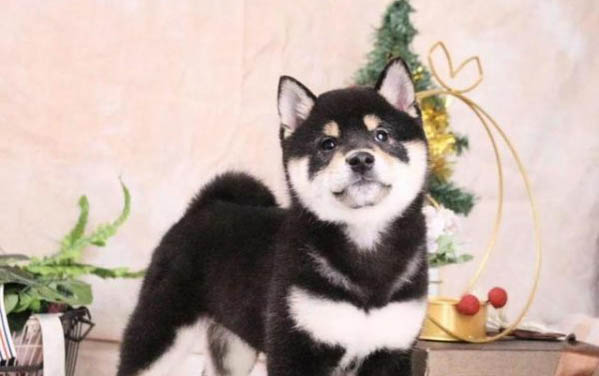 狗狗細小前期治好的幾率是多少