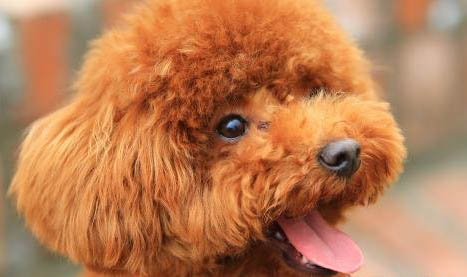 灰色貴賓犬多少錢一只?