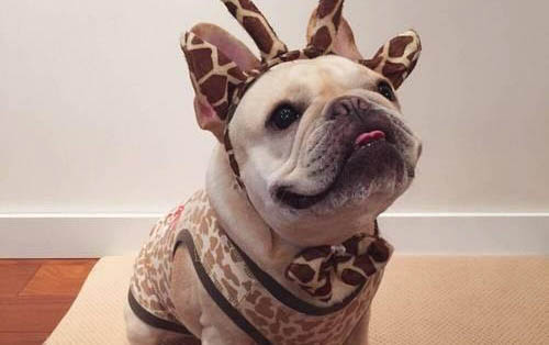 惡霸犬大約多少錢一只