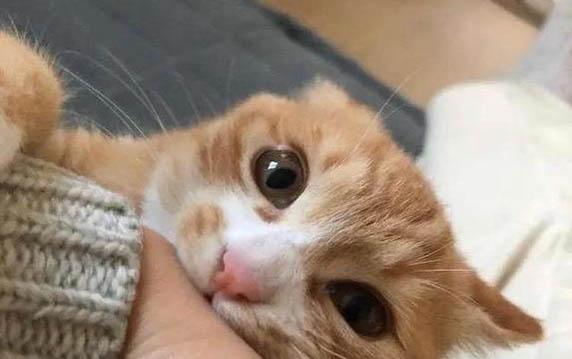 小貓咪可以吃蛋黃嗎