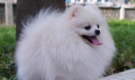 茶杯犬和博美犬哪個好養(yǎng)