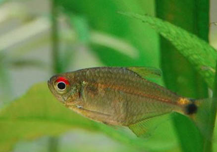 熱帶鳳尾魚多久繁殖一次