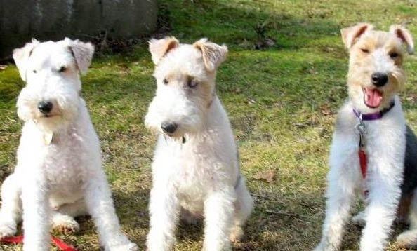 犬細小病毒治療方法