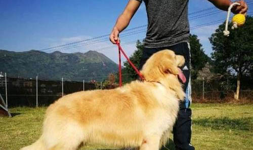 有什么會導致金毛犬肥胖