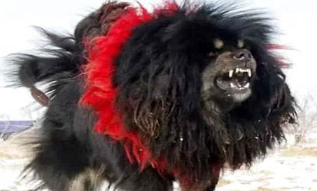 中國藏獒和美國比特犬哪個(gè)更厲害