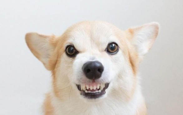 6斤狗狗能不能吃葡萄